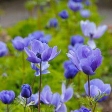 Анемона простая Mr.Fokker