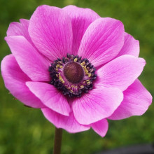 Анемона простая Sylphide