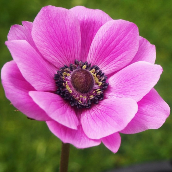 Анемона проста Sylphide