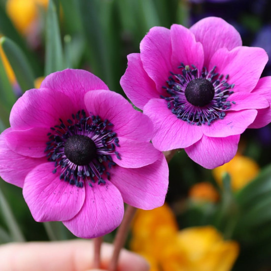 Анемона проста Sylphide