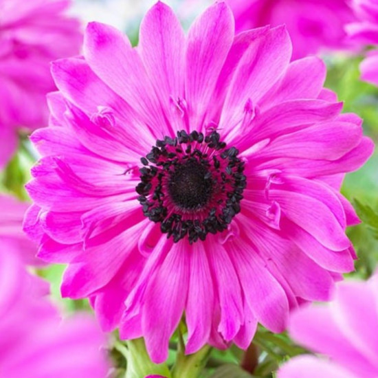 Анемона махрова The Admiral