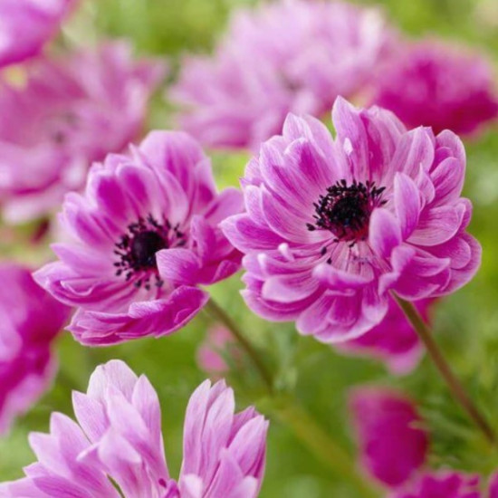 Анемона махрова The Admiral