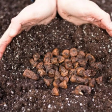 Анемона махрова Mount Everest