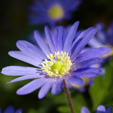 Анемона простая blanda Blue Shades