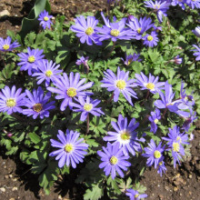 Анемона простая blanda Blue Shades