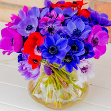 Анемон простий Mix