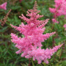 Астильба Anita Pfeifer