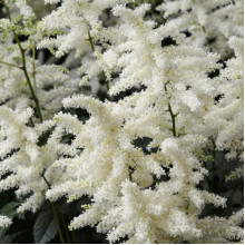 Астільба Brautschleier