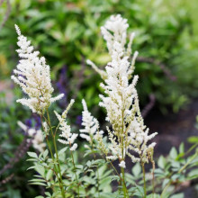 Астільба Brautschleier