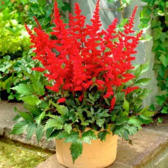 Астільба Etna