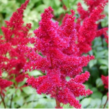 Астильба Etna