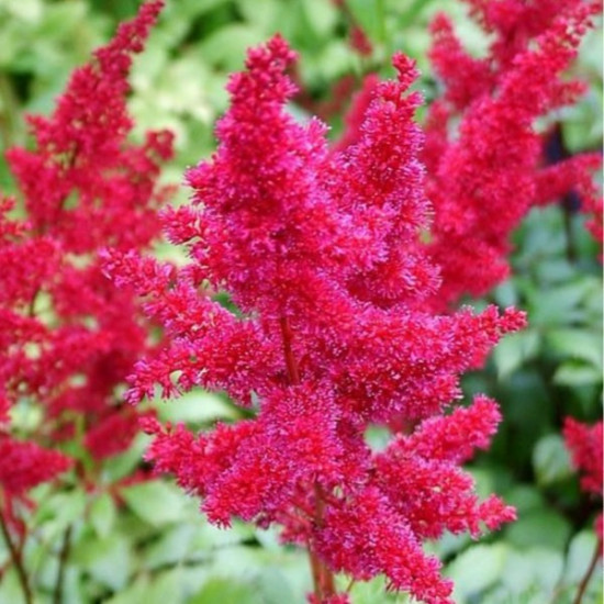 Астільба Etna