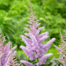 Астільба Gloria Purpurea