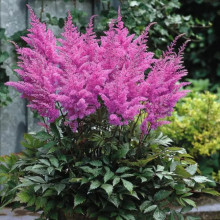 Астільба Gloria Purpurea