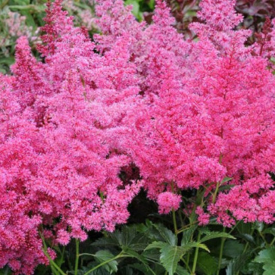 Астільба Gloria