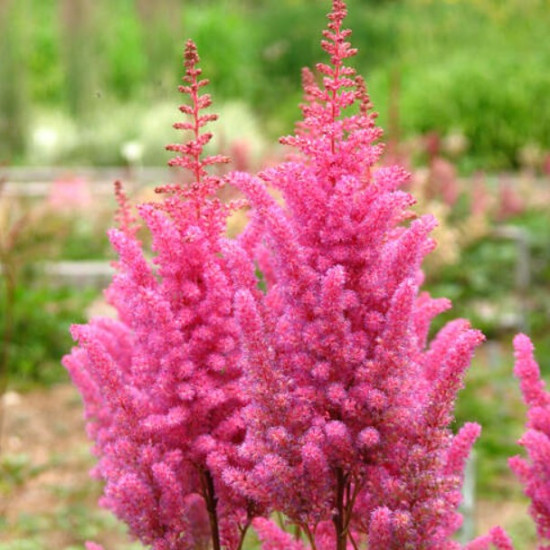 Астільба Gloria