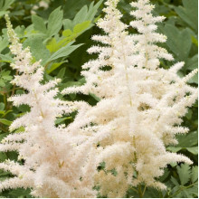 Астільба Milk and Honey