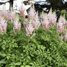 Астільба Milk and Honey