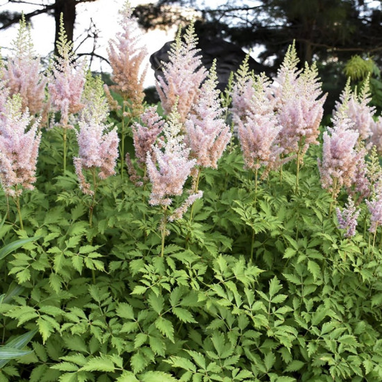 Астільба Milk and Honey