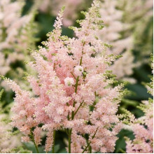 Астільба Peaches and Cream