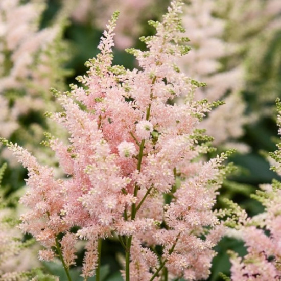 Астільба Peaches and Cream