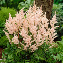 Астільба Peaches and Cream