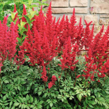 Астільба Rubin