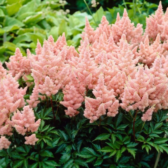 Астільба Sister Theresa