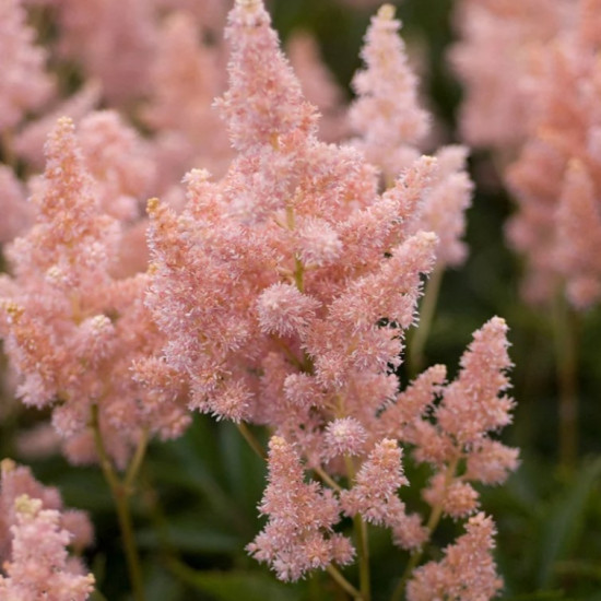 Астільба Sister Theresa