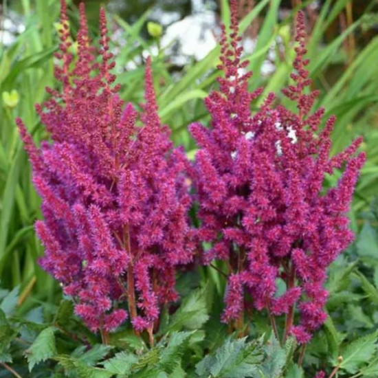 Астільба Vision in Red