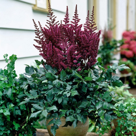 Астільба Vision in Red