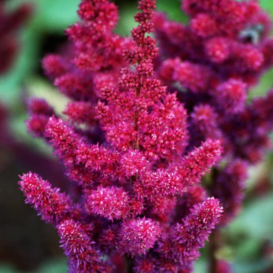 Астільба Vision in Red