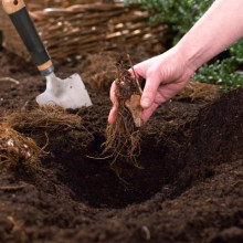 Астільба Peaches and Cream