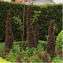 Барбарис Тунберга Helmond Pillar контейнер 0.5 л