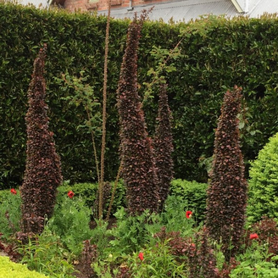 Барбарис Тунберга Helmond Pillar контейнер 0.5 л