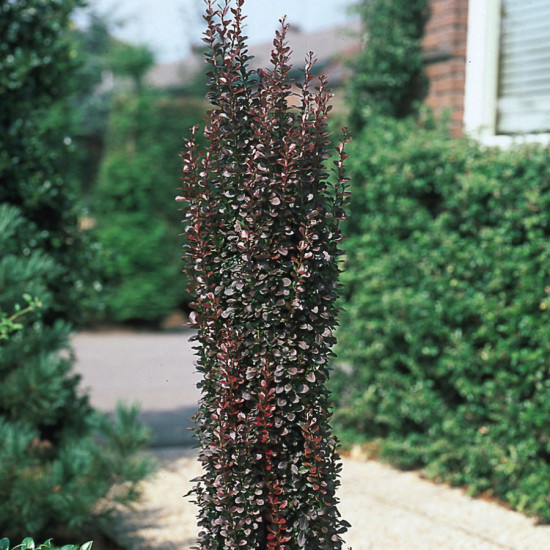 Барбарис Тунберга Helmond Pillar контейнер 0.5 л