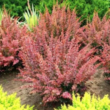 Барбарис Тунберга Pink Queen (Пінк Квін) контейнер 0.5 л