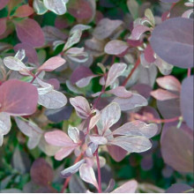 Барбарис оттавский Silver Miles контейнер 0.5 л