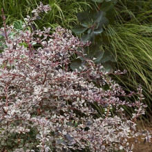 Барбарис оттавский Silver Miles контейнер 0.5 л