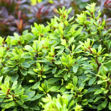 Барбарис Тунберга Kobold контейнер 0.5 л