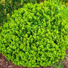 Барбарис Тунберга Kobold контейнер 0.5 л