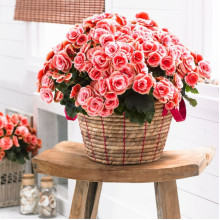 Бегонія Мармурова