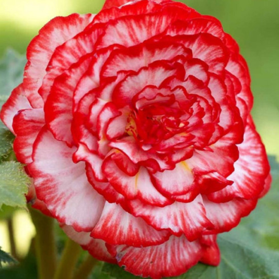 Бегонія Мармурова