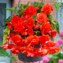 Бегонія Ампельна каскад Помаранчева