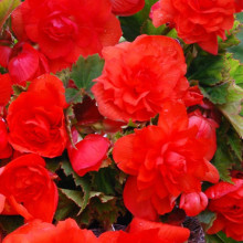 Бегонія Ампельна каскад Помаранчева