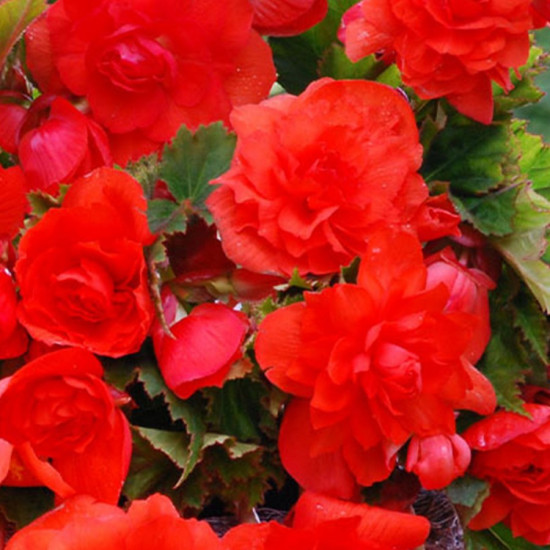 Бегонія Ампельна каскад Помаранчева