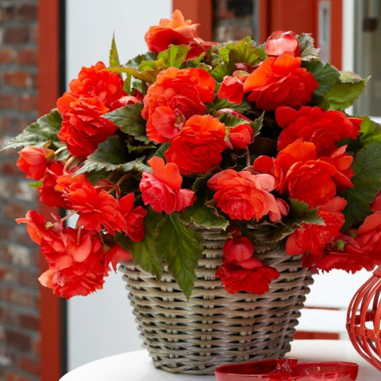 Бегонія Ампельна Помаранчева