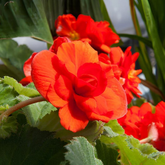 Бегонія Ампельна Помаранчева