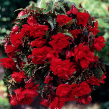 Бегонія Ампельна каскад Червона