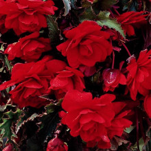 Бегонія Ампельна каскад Червона